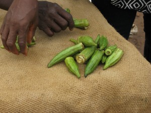 Okra